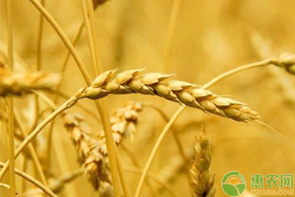 小麦收购价多少钱一斤？2019年小麦价格最新行情预测